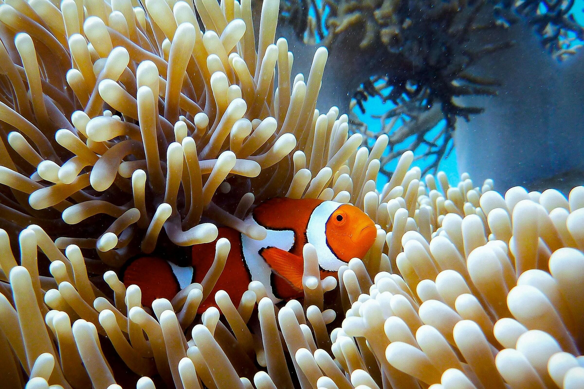 Primer plano de un pez payaso naranja y blanco acurrucado entre los tentáculos de color beige de una anémona de mar bajo el agua.