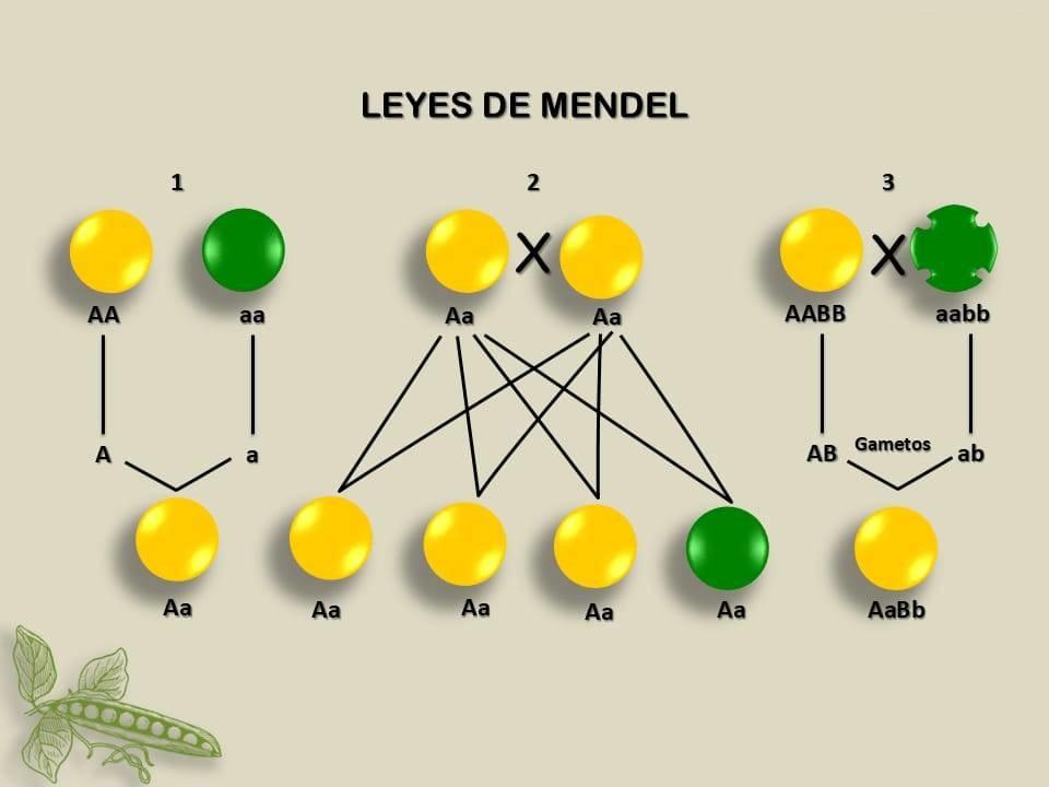 guisantes mendel