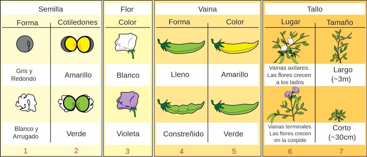 Gregor Mendel: el padre de la genética