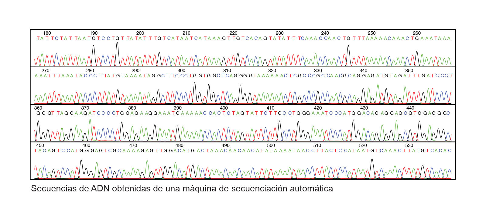 Cromatograma de secuencia de ADN con picos de colores que representan las bases nucleotídicas A, T, C y G, obtenido con un secuenciador automático.