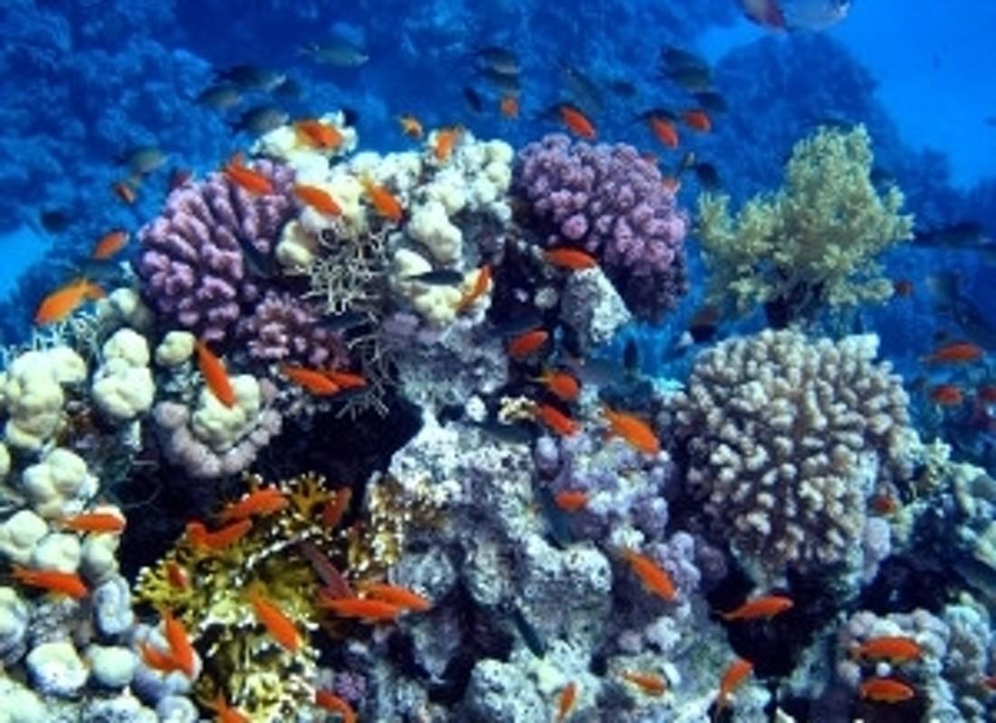 donde estudiar biologia marina en españa