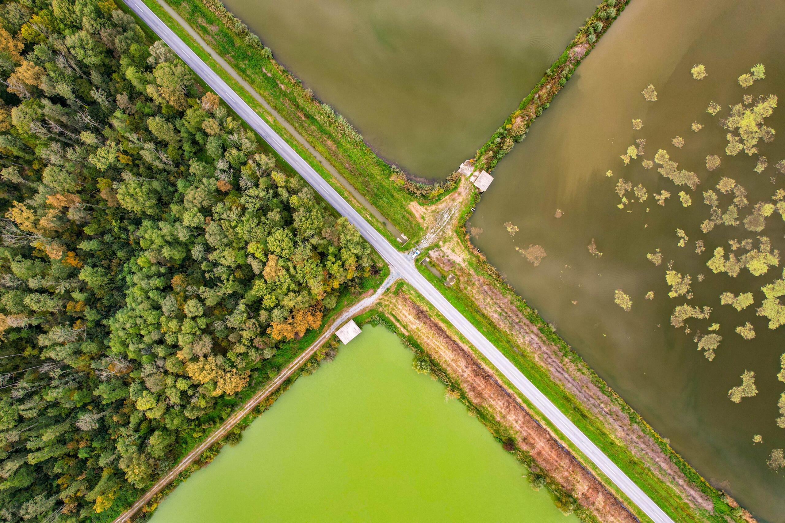 Vista aérea cenital de una intersección que separa cuatro cuadrantes de ecosistemas diferenciados: un bosque caducifolio otoñal, un estanque de agua turbia con nenúfares y un estanque verde brillante cubierto de algas. Esta imagen se utiliza para ilustrar diferentes 'salidas de biología