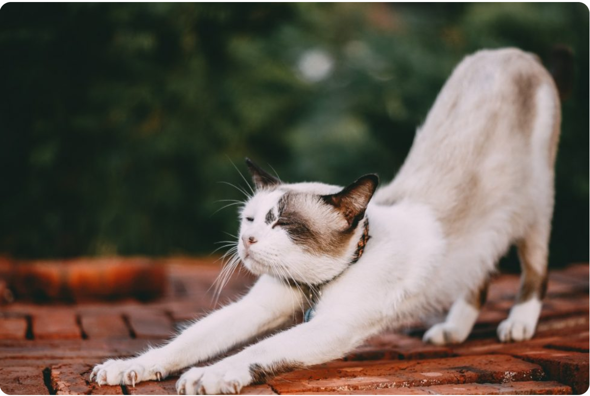 yoga posturas mas flexibles