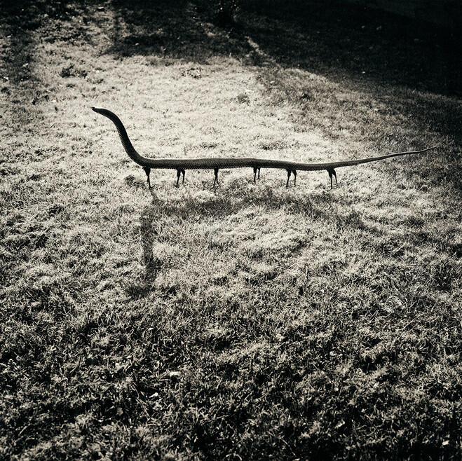 Impresionante imagen en blanco y negro de una criatura surrealista parecida a una serpiente de patas largas sobre la hierba. Atmósfera inquietante y onírica con sombras intensas.