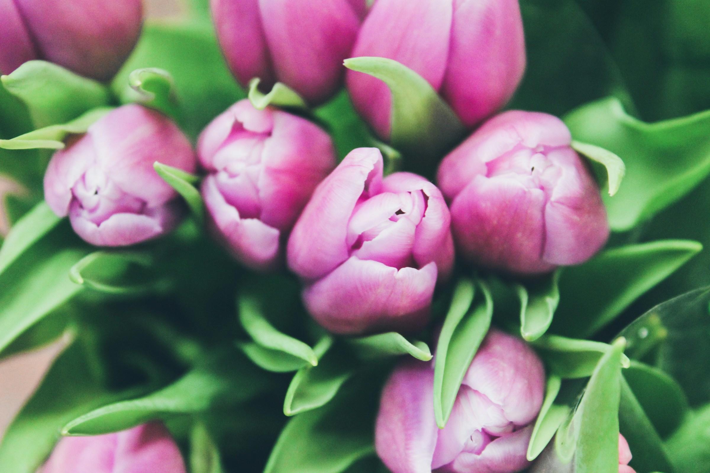 Un ramo de tulipanes rosas con hojas verdes.