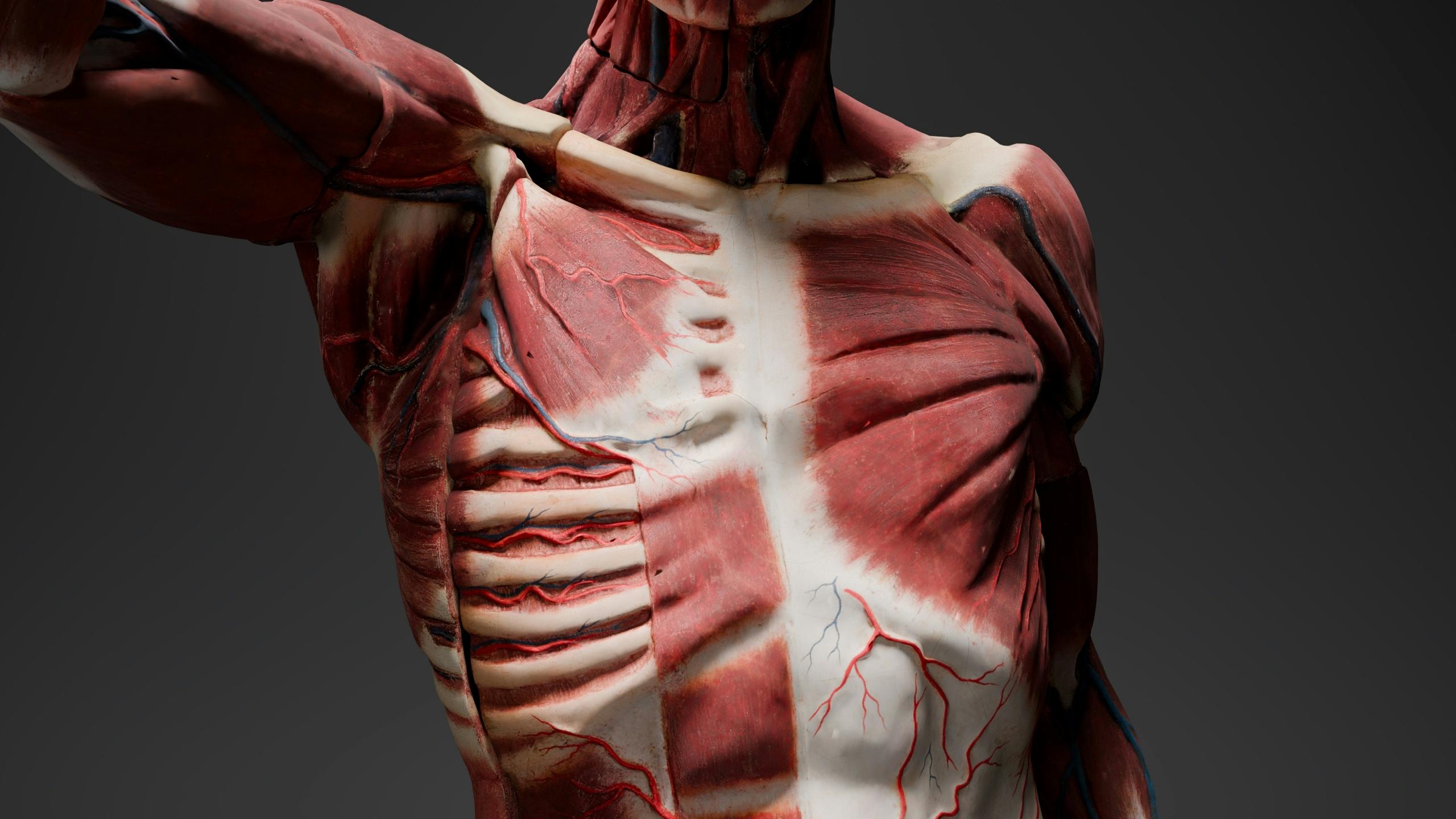 Modelo anatómico que muestra la musculatura del torso humano y la vasculatura subcutánea.