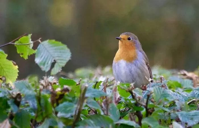 Utiliza un reclamo para hablar con los pájaros