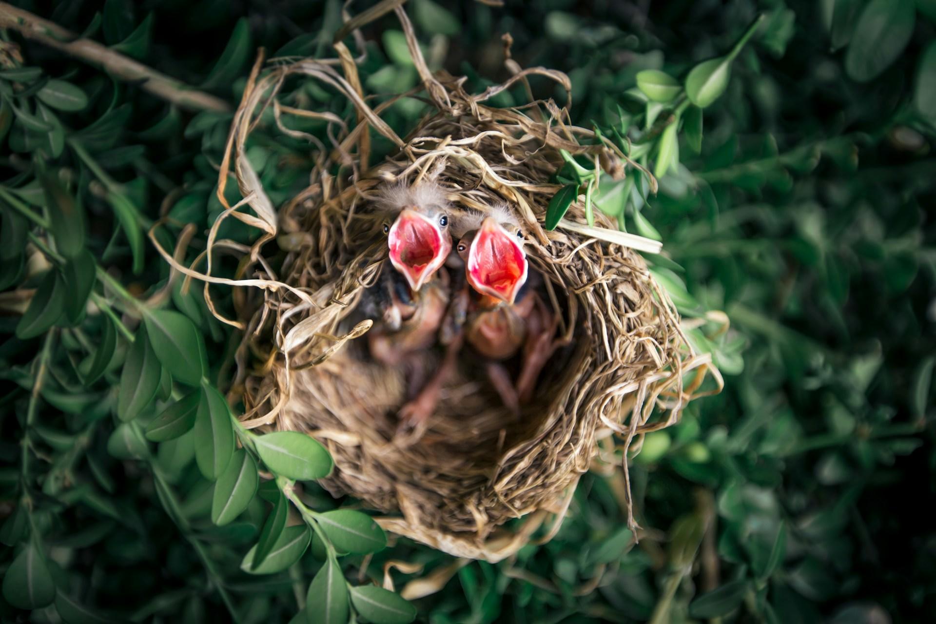 Variantes de canto de pájaros
