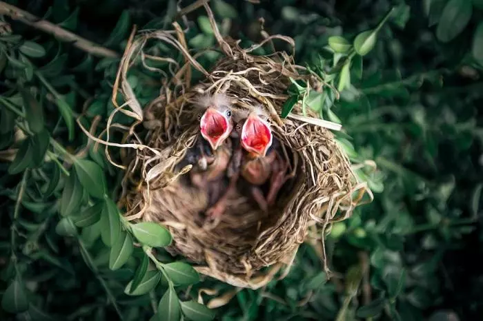 Variantes de canto de pájaros