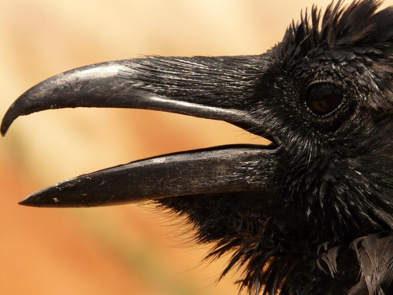 Aprender canto de pájaro