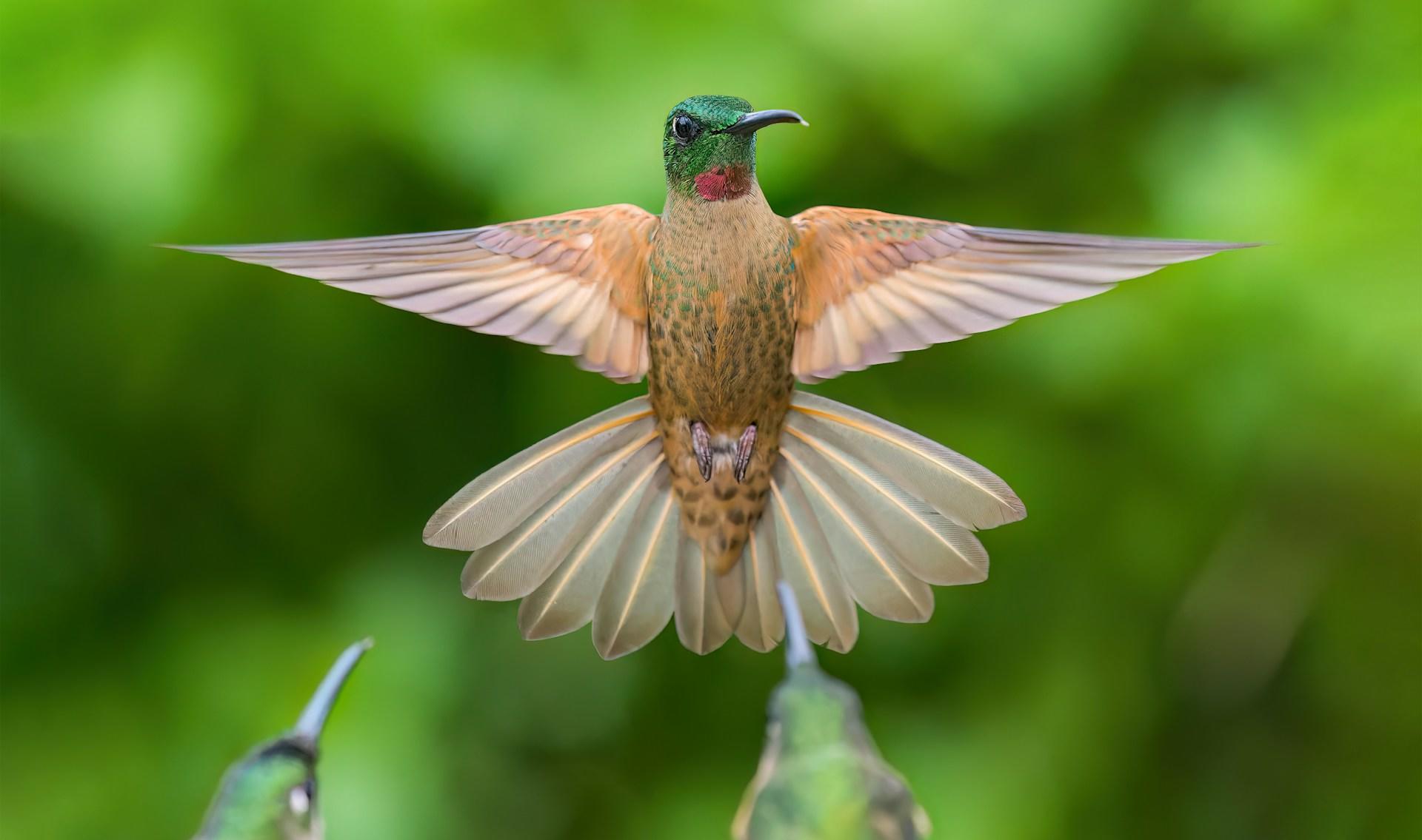 El aparato vocal de las aves