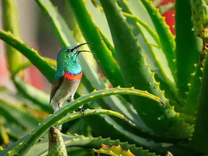 El aparato vocal de las aves