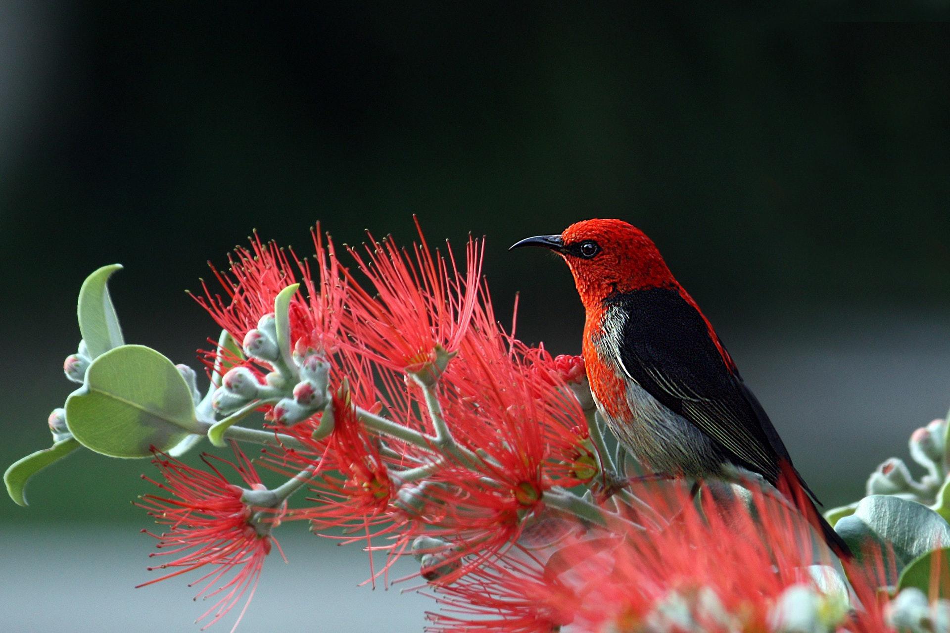 Imitar el canto de aves