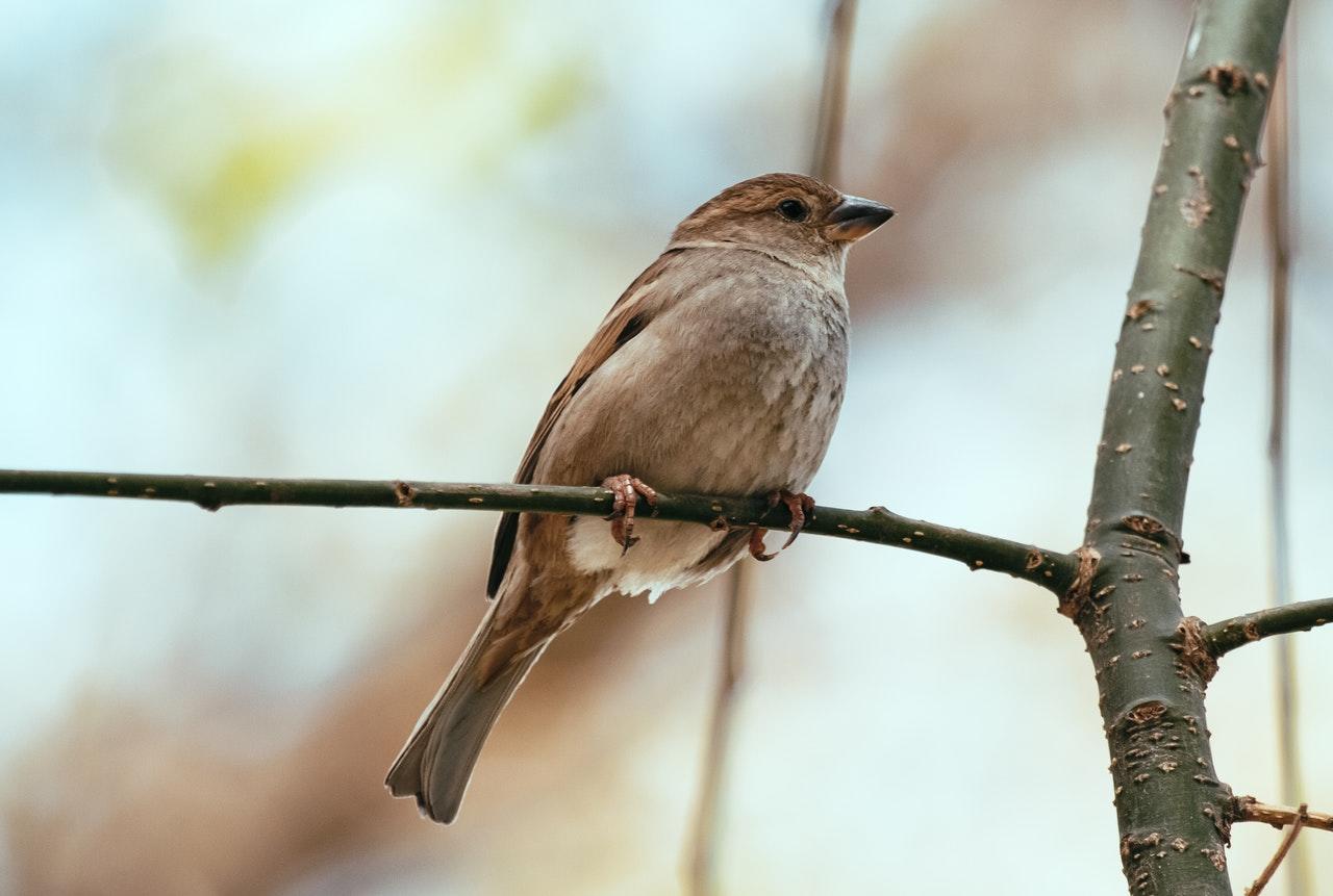 Oír cantar aves