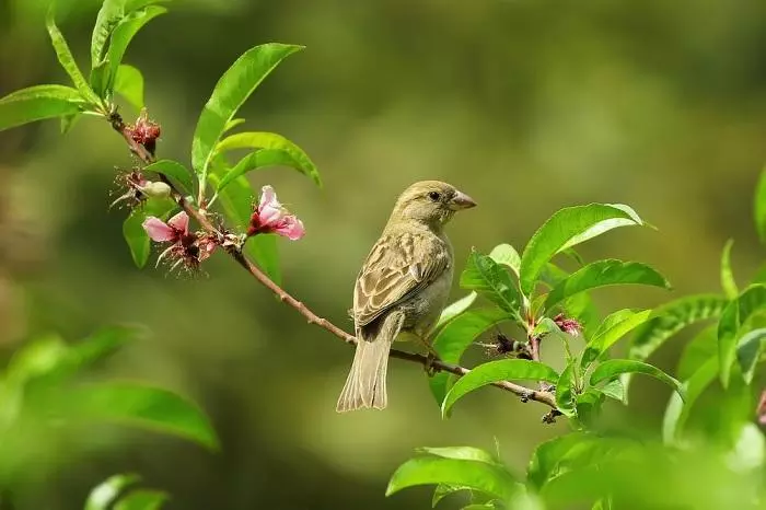 Aprender a cantar como un pájaro