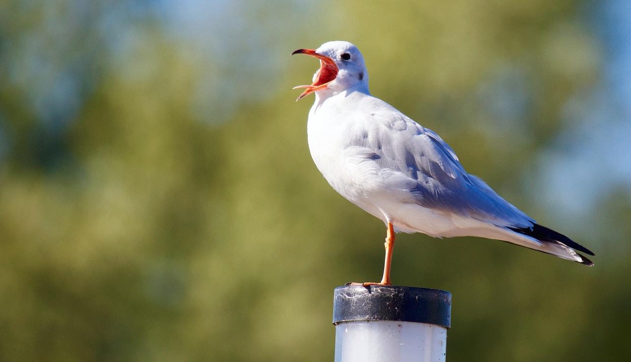 El lenguaje de las aves