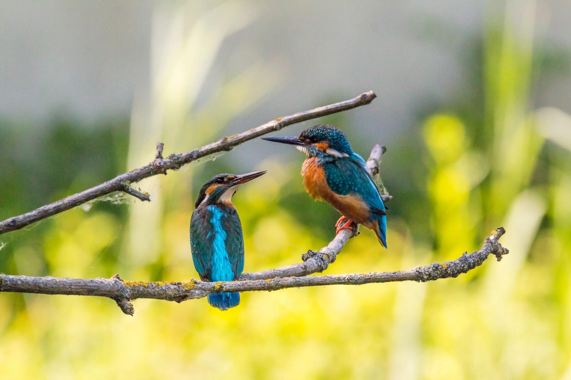 dos aves coloridas sobre las ramas de un arbol