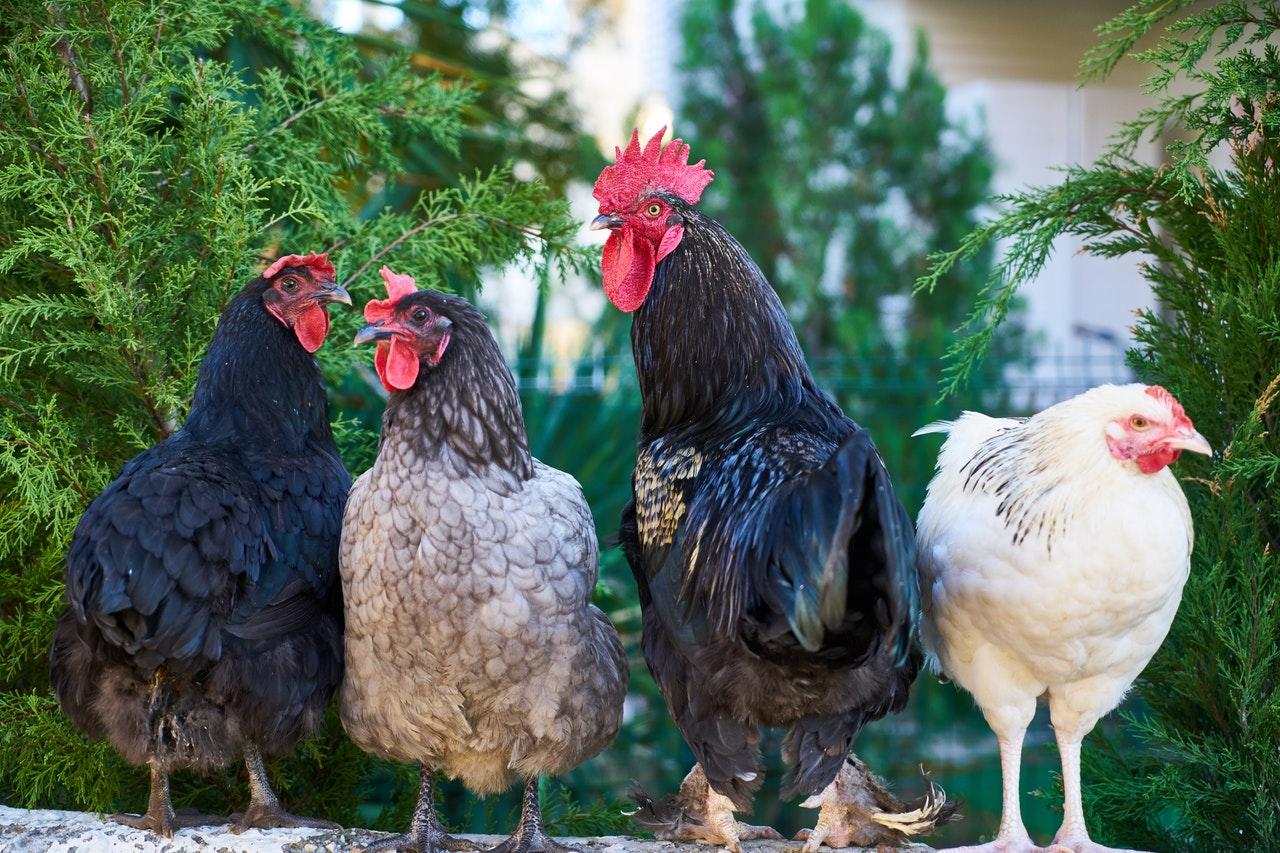 Cómo cantan los pájaros