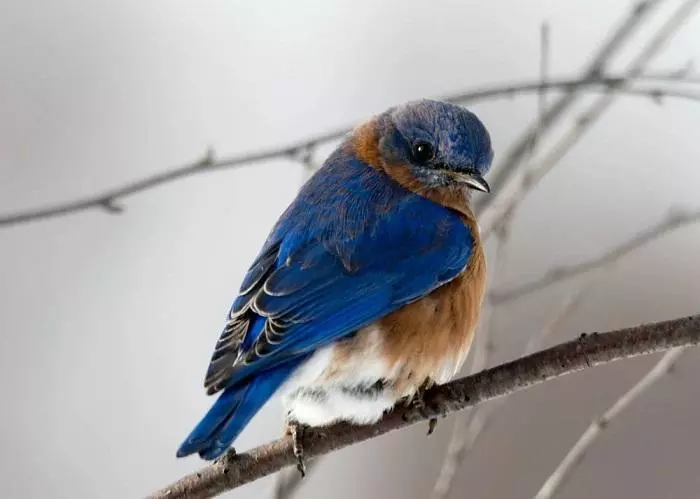 Cantar como los pajaros