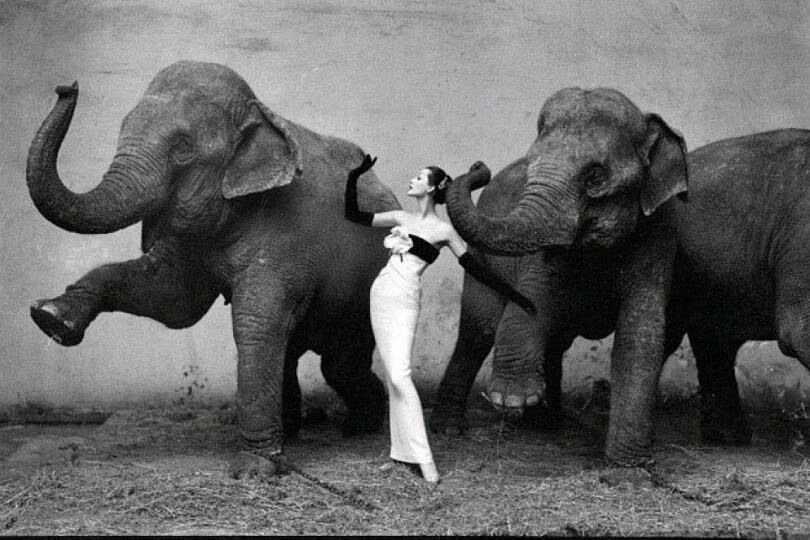 Una mujer con un elegante vestido posa con elegancia entre dos elefantes que tienen las trompas levantadas, con una pared texturizada como fondo, creando una composición artística y equilibrada.