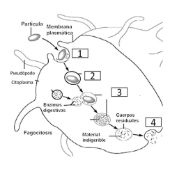 examen biologia valencia