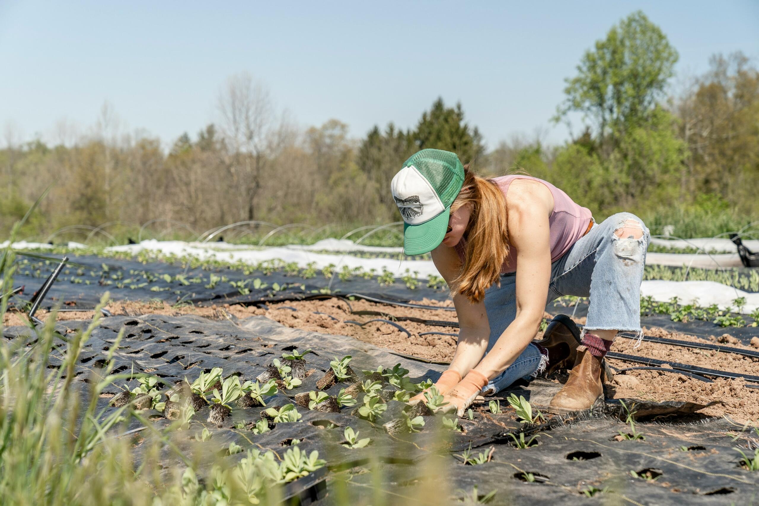 Una mujer arrodillada en un campo, cuidando plantas jóvenes sobre mantillo de plástico negro bajo un cielo azul despejado, muestra su trabajo agrícola.