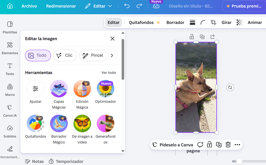 Captura de pantalla del editor de imágenes de Canva con una foto de un perrito de color marrón claro tumbado en la acera, resaltada para su edición.