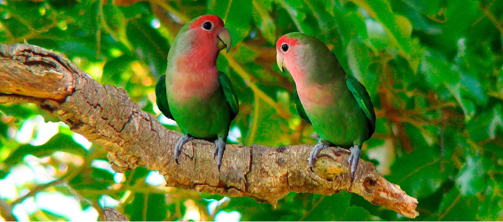 pareja de aves agaporni