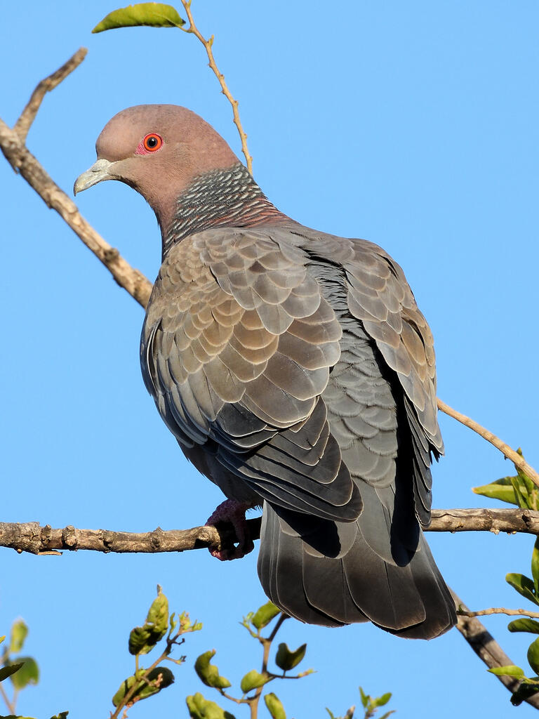 Una paloma moteada con ojos rojizos se posa en una rama contra un cielo azul intenso, rodeada de escasas hojas verdes, transmitiendo serenidad y concentración.