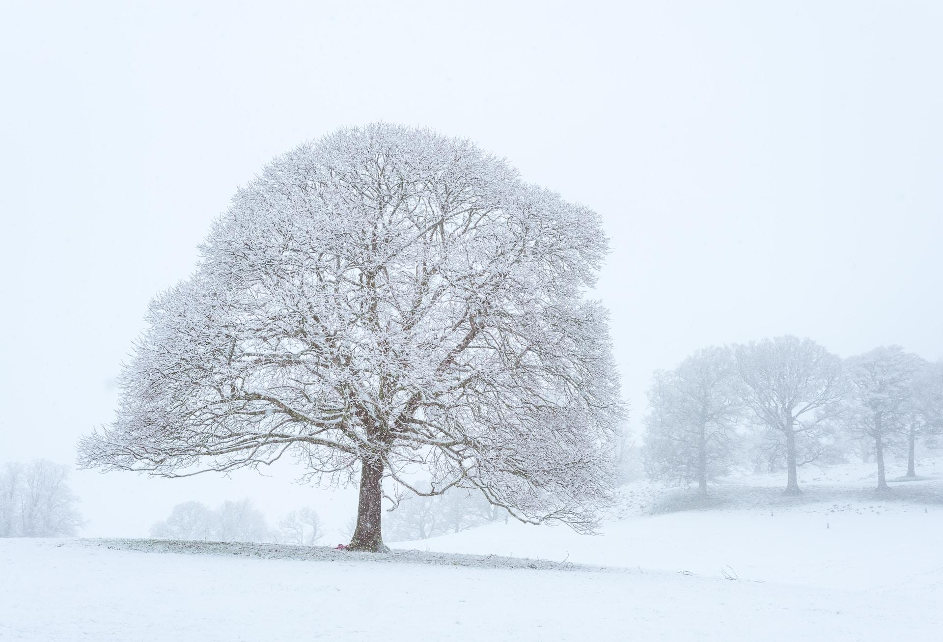Consejos para pintar paisajes nevados