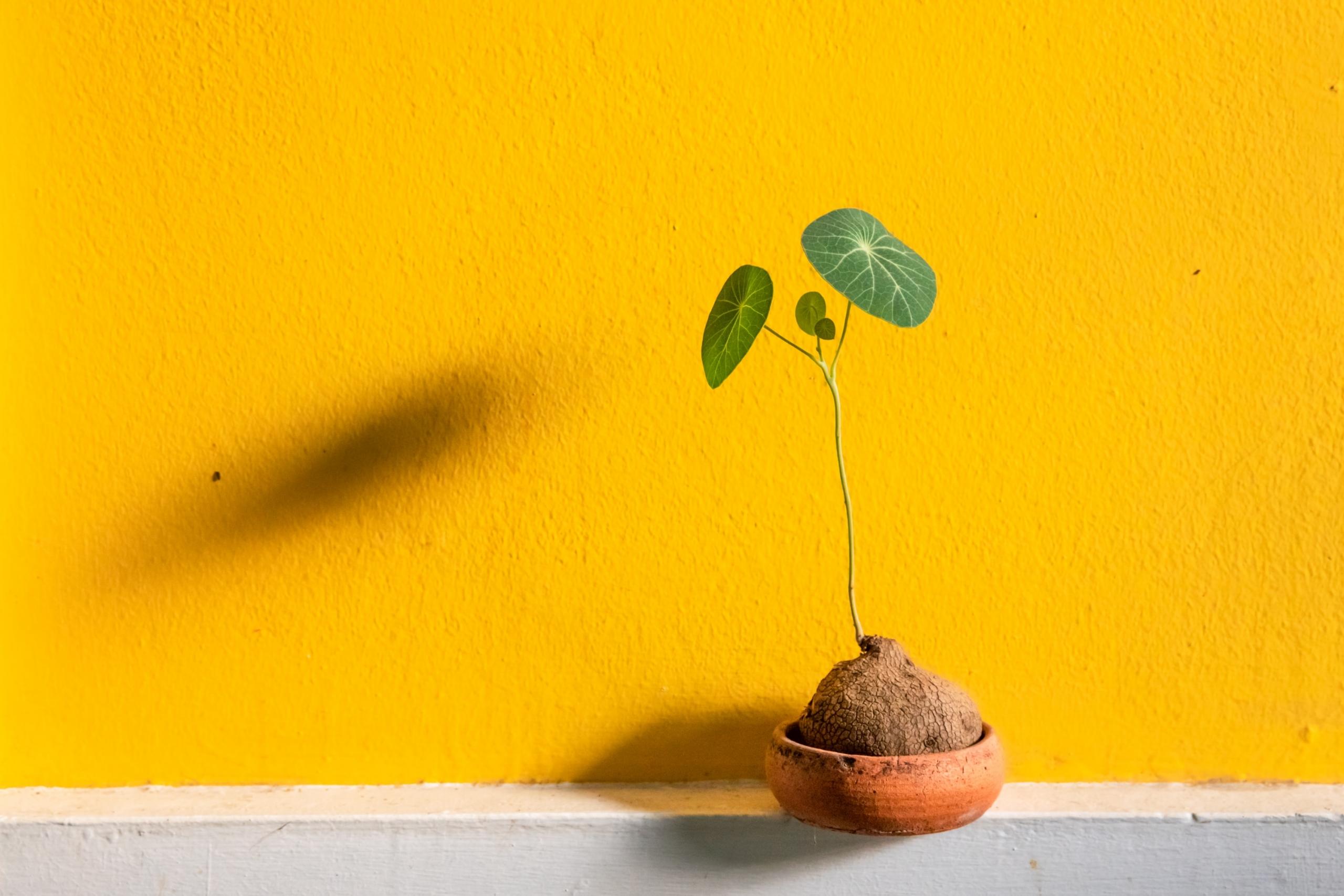 planta en una maceta de ceramica