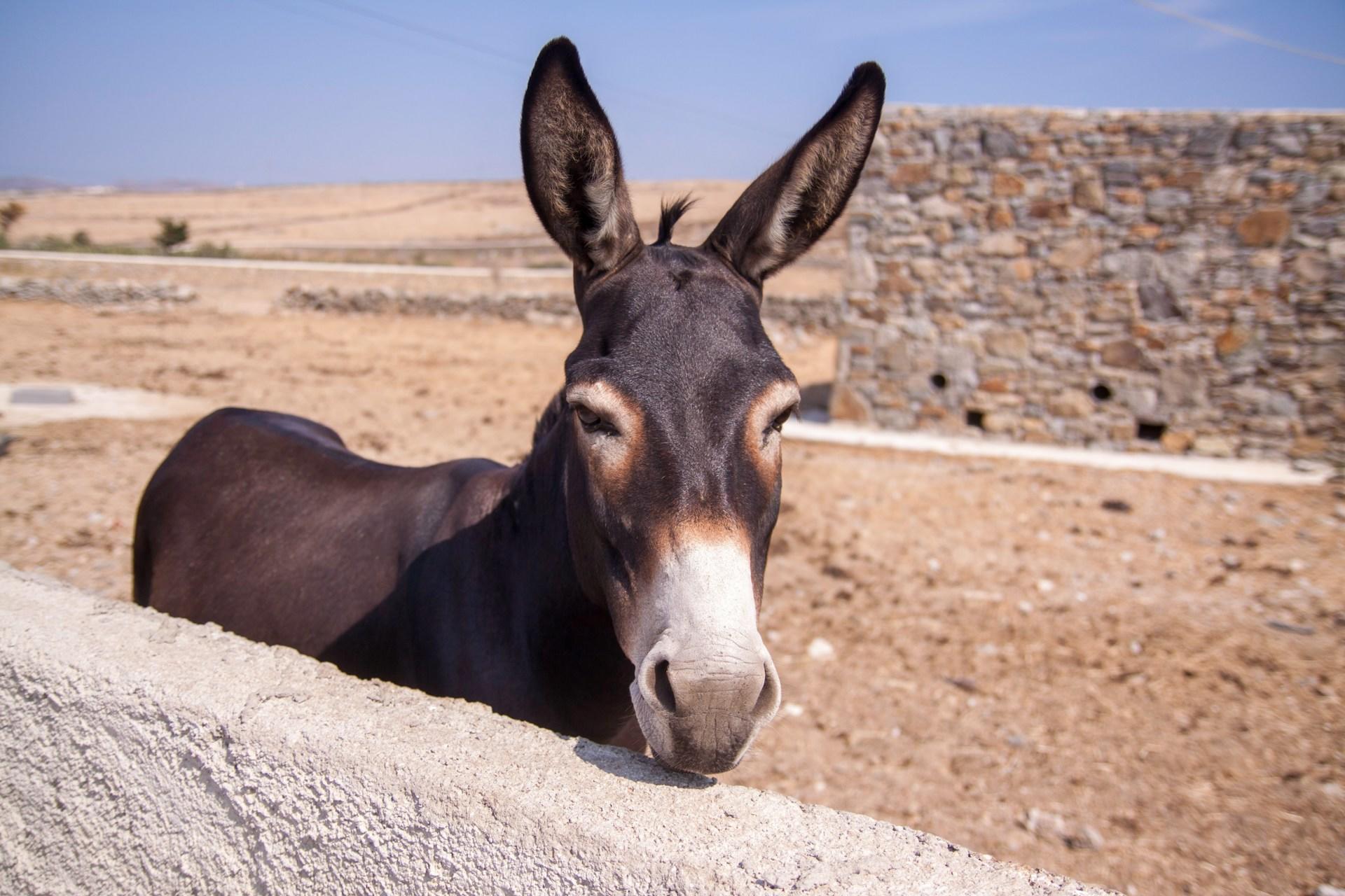 burro en el desierto