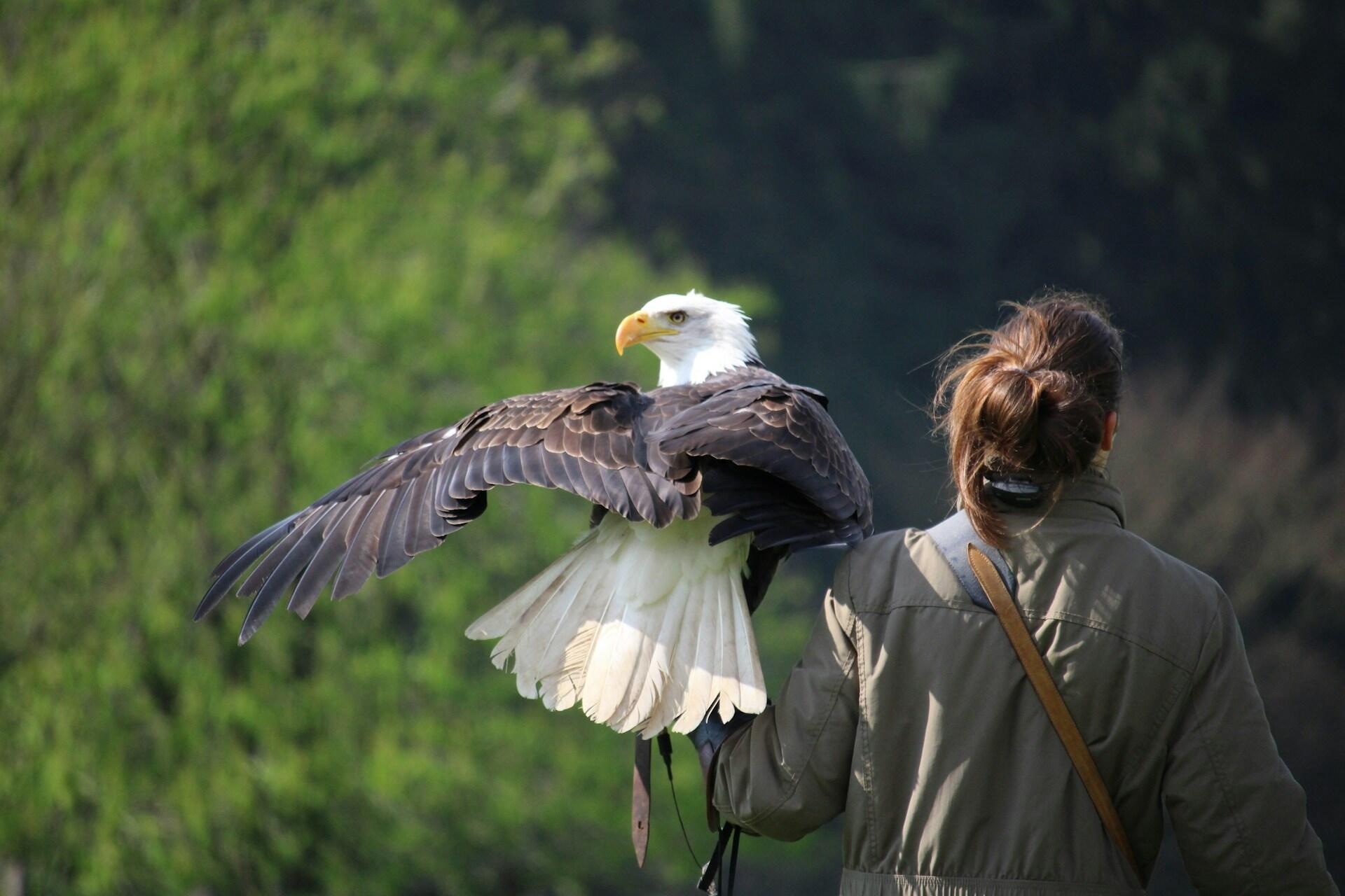 Una mujer con una chaqueta verde se encuentra junto a una majestuosa águila calva que extiende sus alas, sobre un exuberante fondo verde.