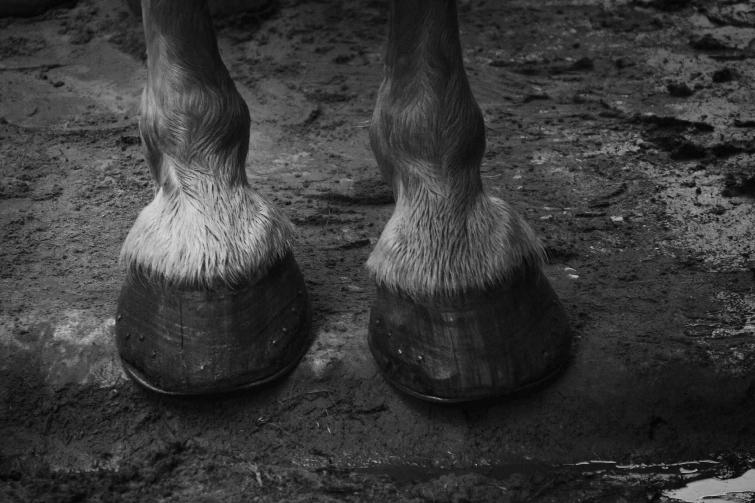 pezuñas de caballo 