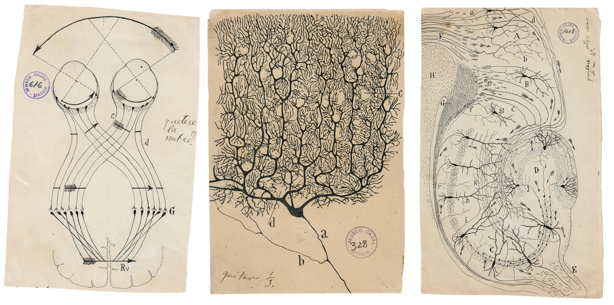 Dibujos del laureado nobel Santiago Ramón y Cajal.