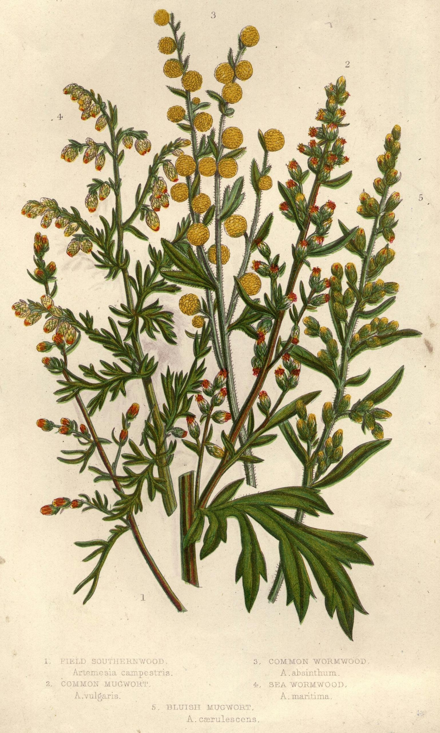 planta ajenjo