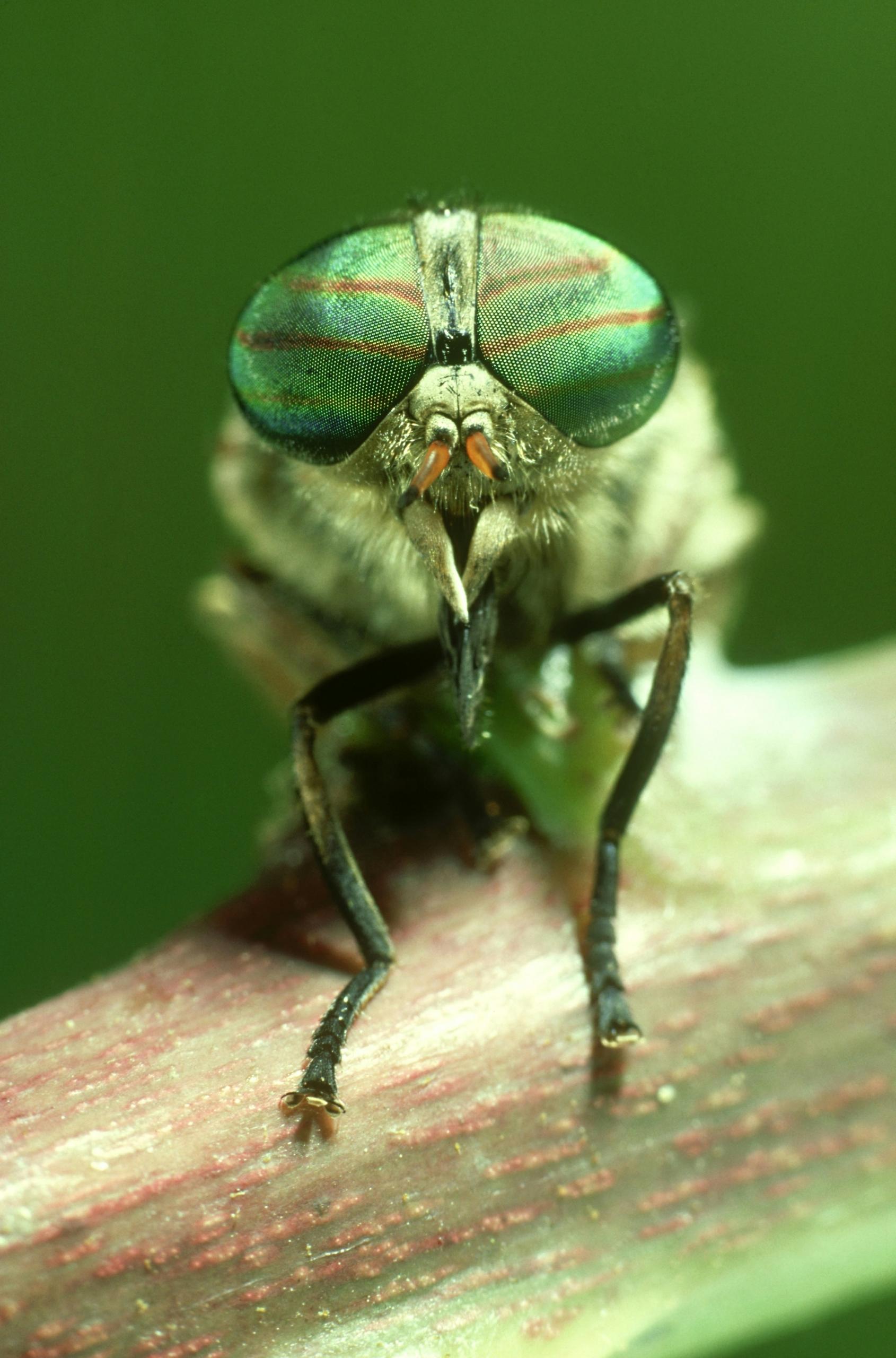 Mosquito malaria