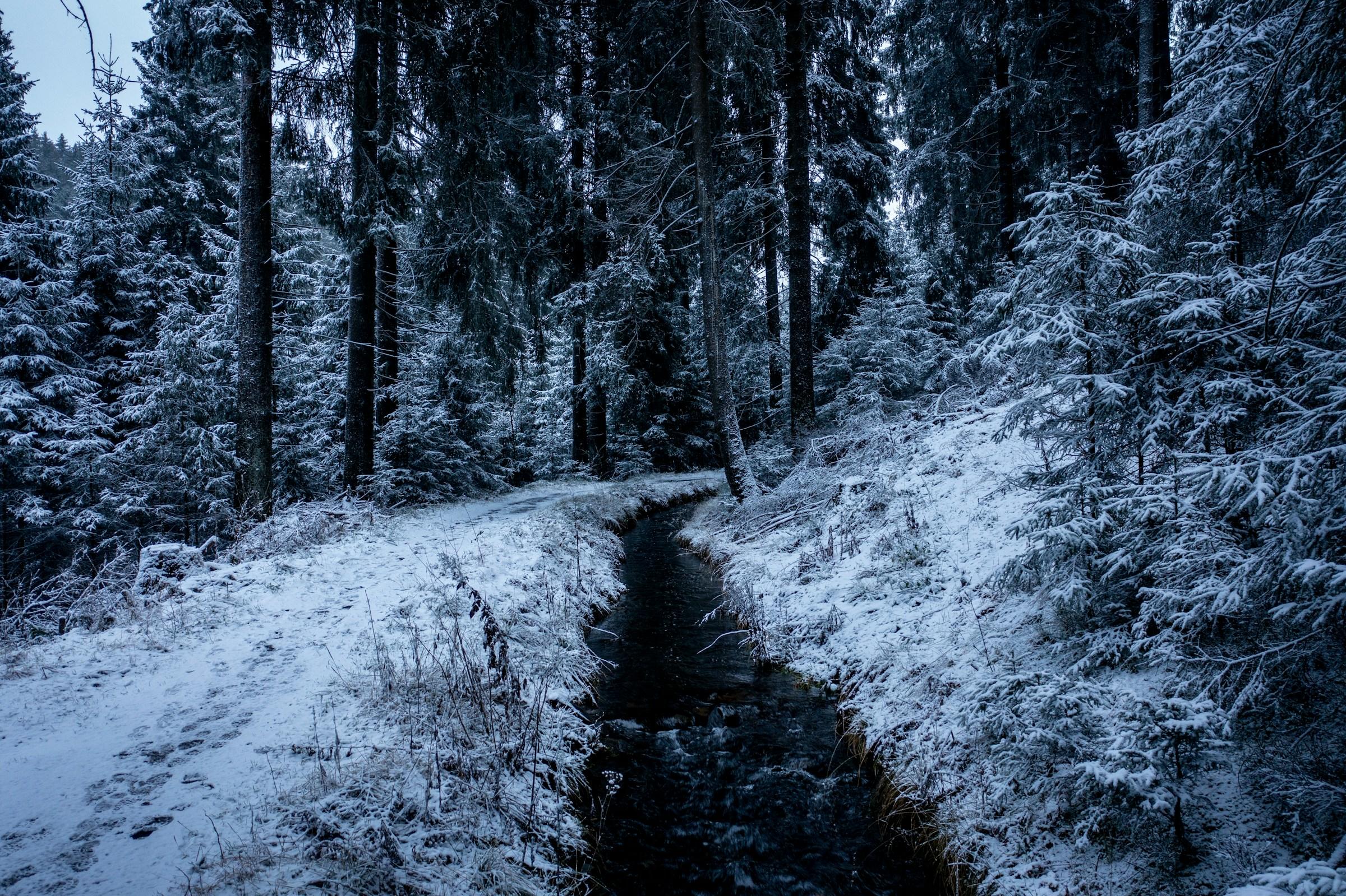 bosque nevado en el Parque Nacional del Harz alemania