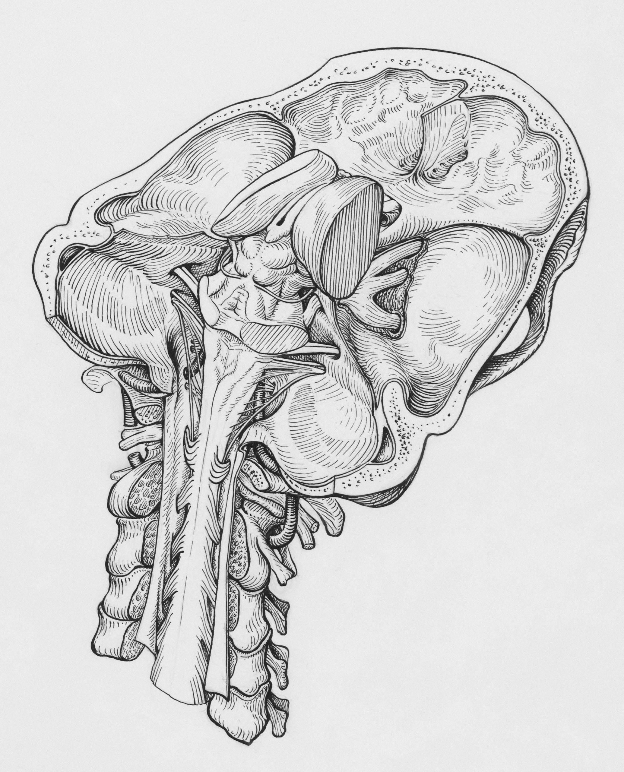 dibujo del cerebro