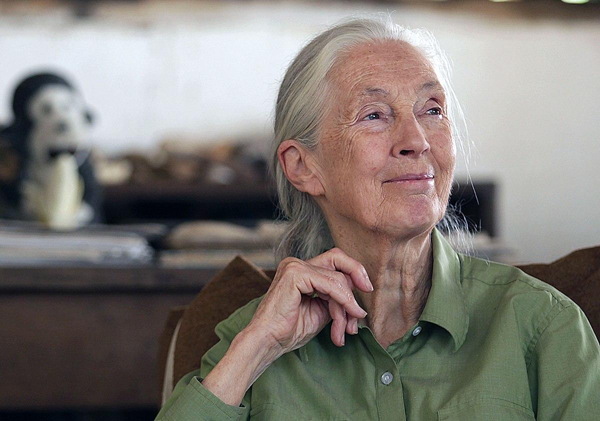 Jane Goodall con camisa verde y la mano en la barbilla, en un interior.
