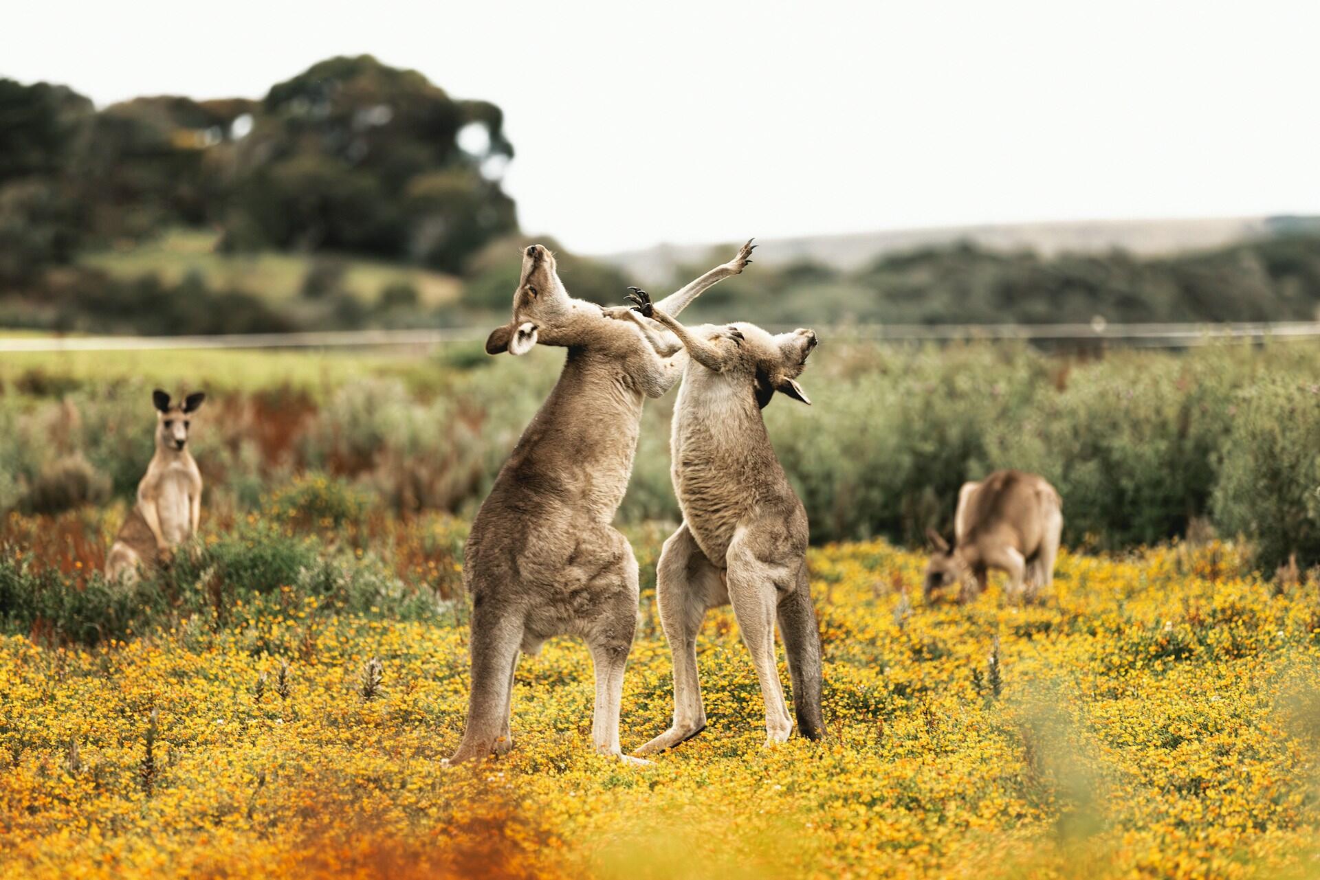 Dos canguros luchan en un campo de flores amarillas, mientras otro canguro observa cerca en un entorno natural sereno.