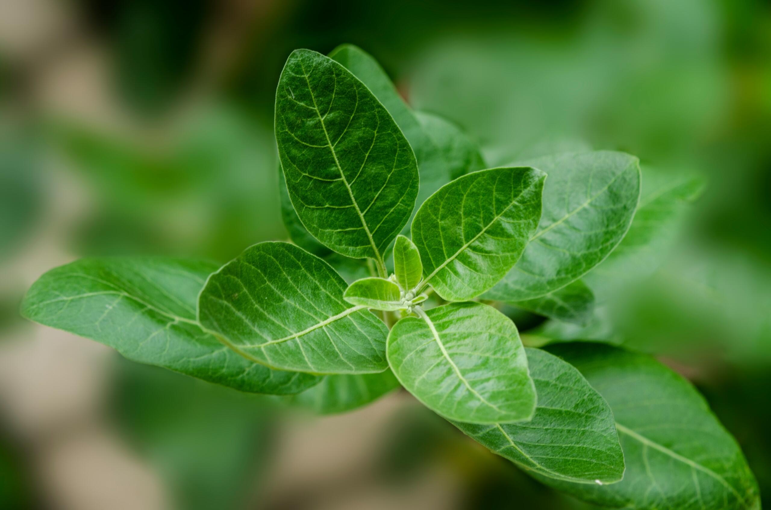 Primer plano de hojas de un verde intenso con superficies lisas y venas prominentes, sobre un fondo verde suave y difuminado.
