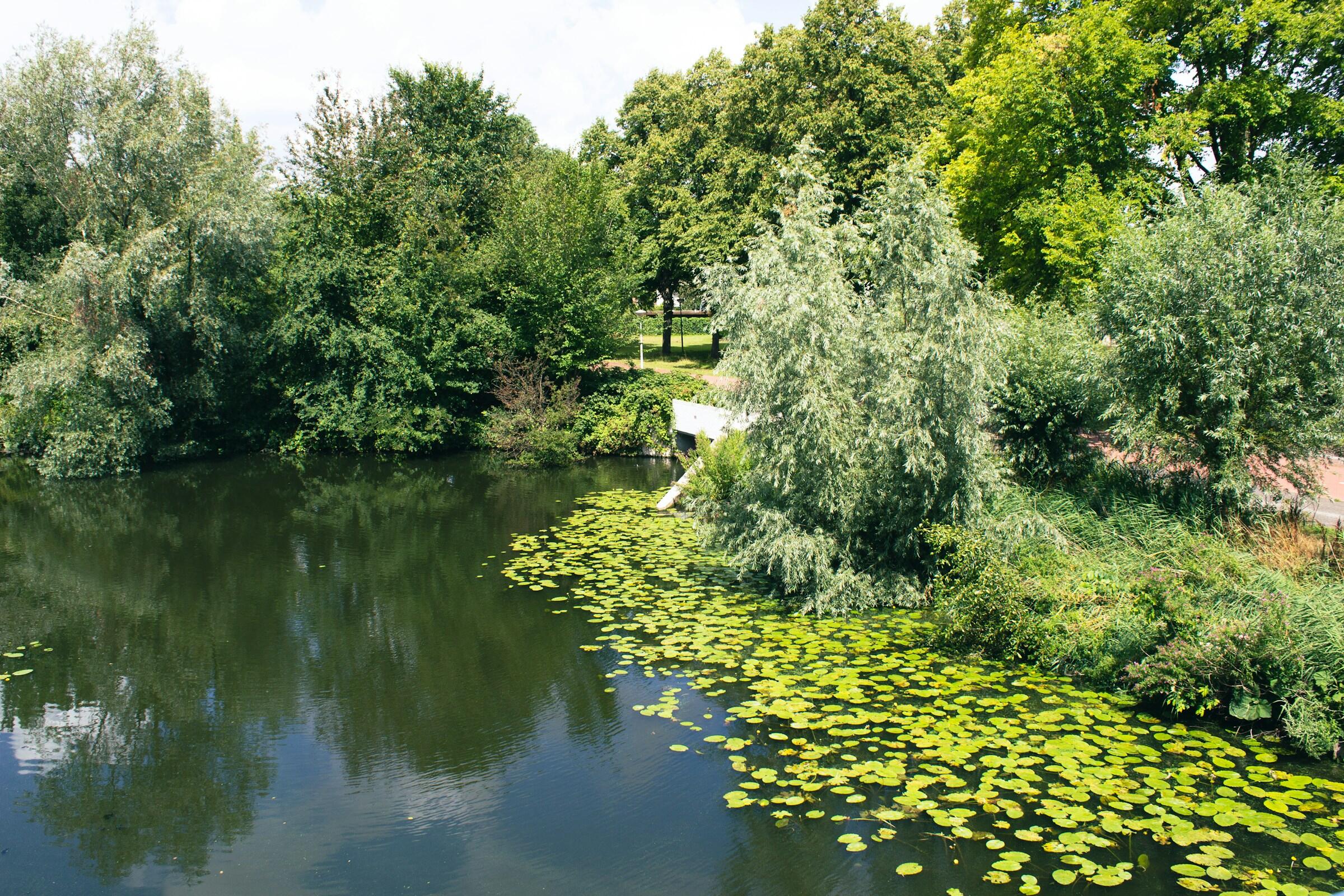 Una exuberante vegetación rodea un sereno estanque, adornado con vibrantes nenúfares y en el que se refleja el cielo, creando una pintoresca escena natural.