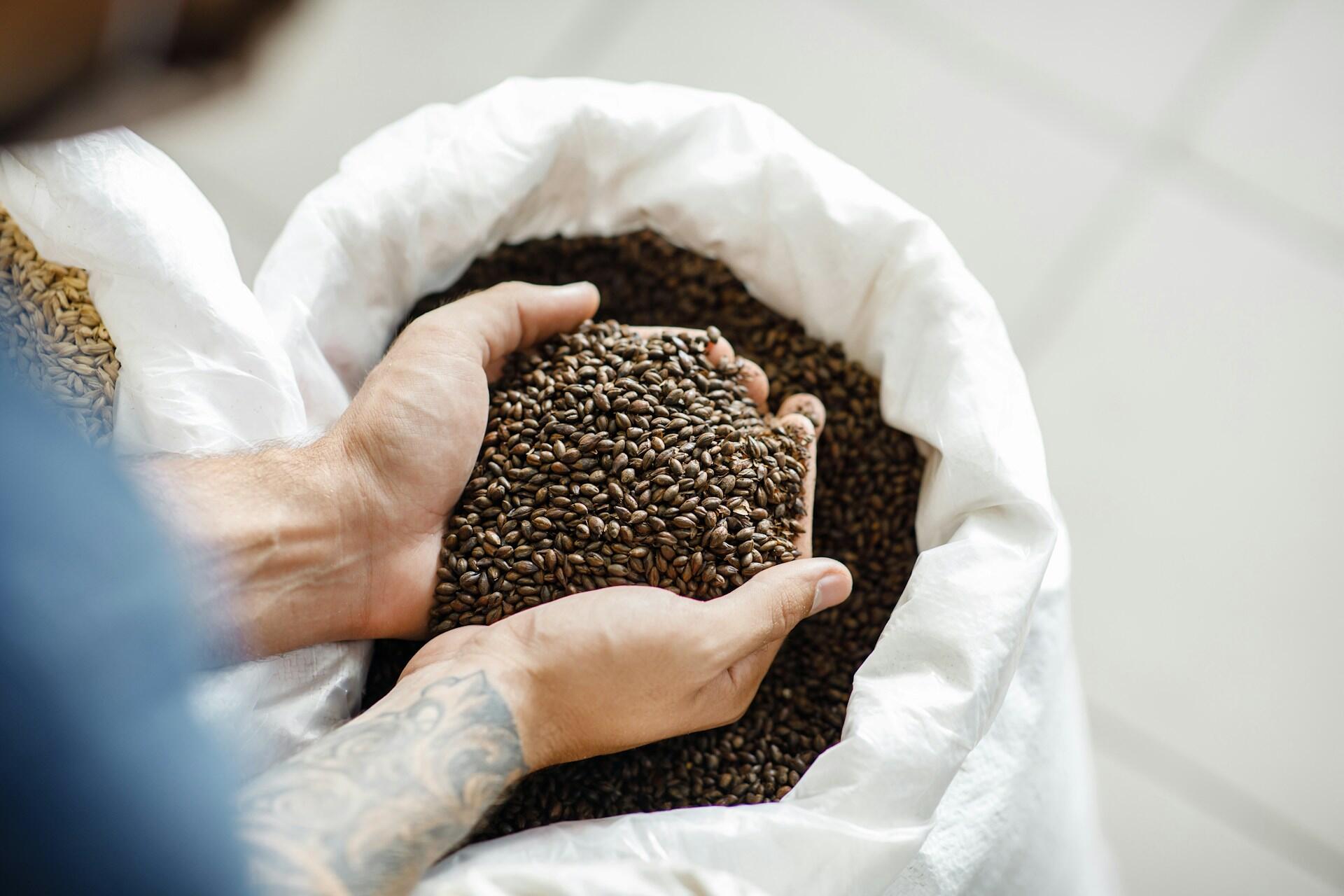 Una persona sostiene un puñado de granos de cebada oscura de un saco blanco grande, mostrando su textura y calidad.