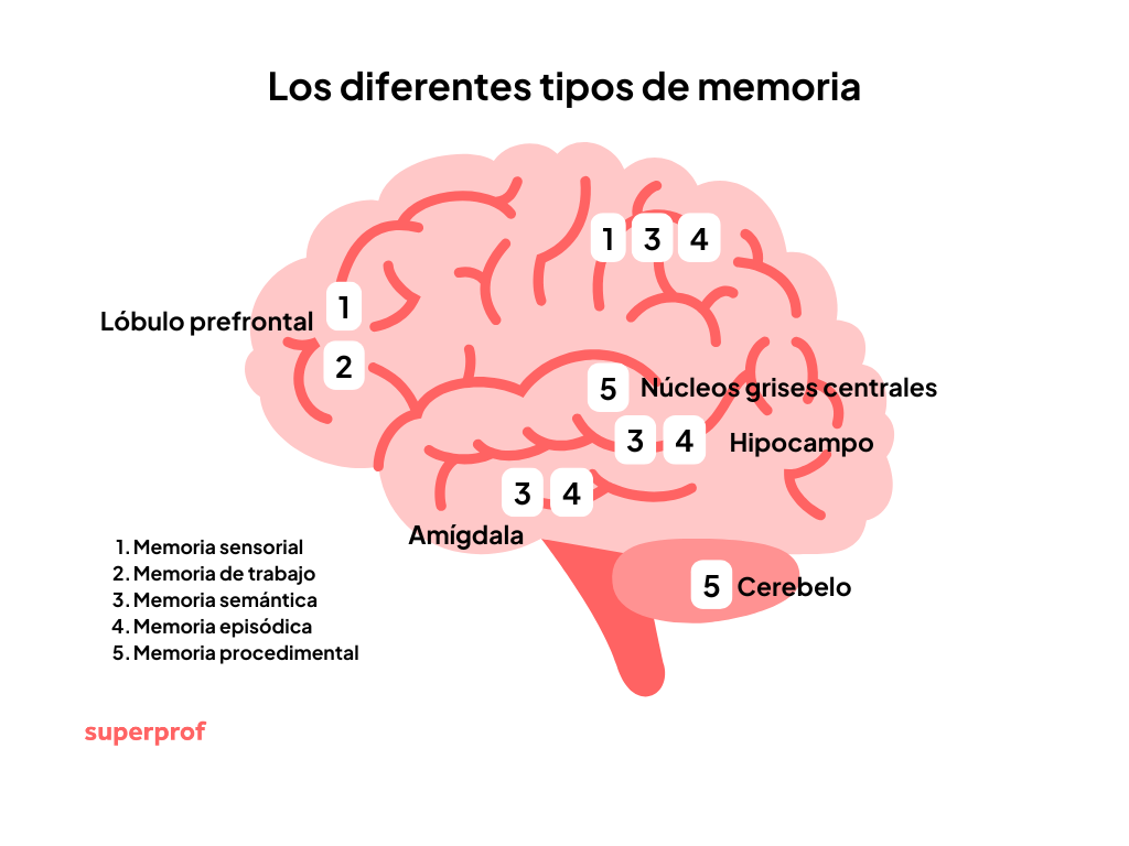 Ilustración de un cerebro humano con etiquetas de las zonas responsables de diferentes tipos de memoria. Incluye memoria sensorial, de trabajo, semántica, episódica y procedimental. Señala áreas como el lóbulo prefrontal, hipocampo, amígdala, cerebelo y núcleos grises. Fuente: superprof.
