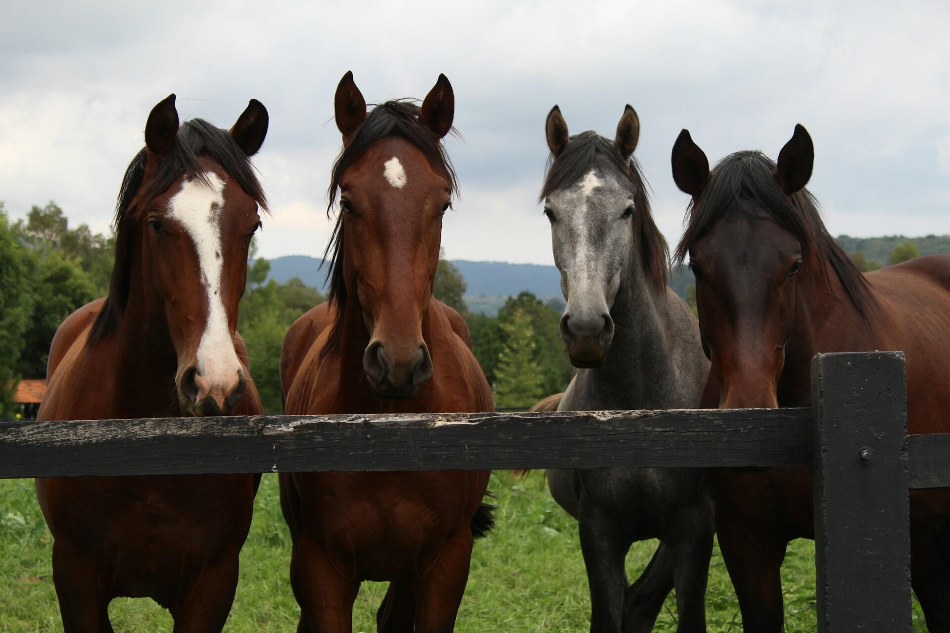 Cuatro caballos, dos marrones y uno gris, están juntos detrás de una cerca de madera, con un paisaje verde y un cielo nublado como telón de fondo.