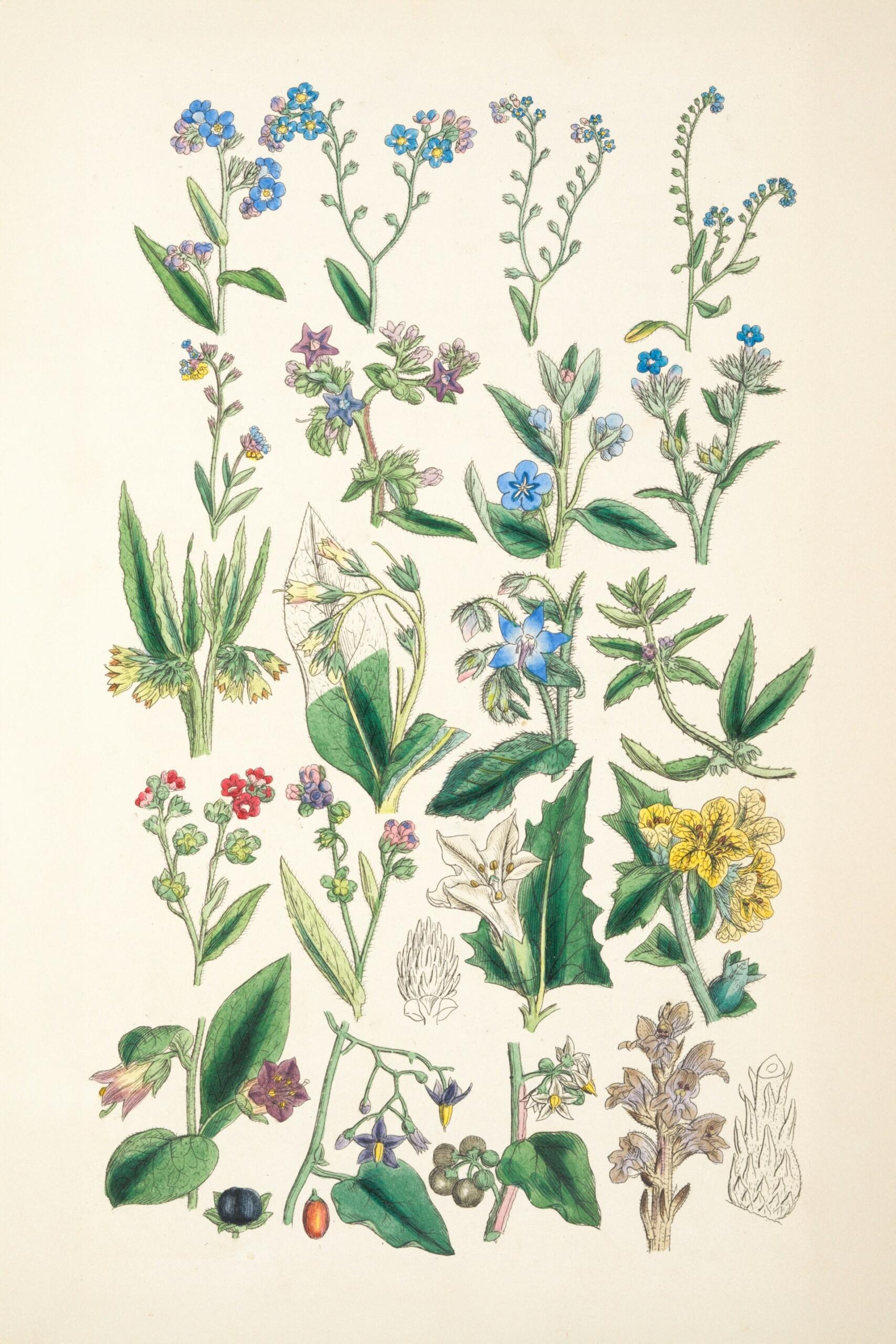 Ilustración botánica con diversas plantas con flores y hojas de colores, que muestran formas y tamaños variados sobre un fondo color crema.