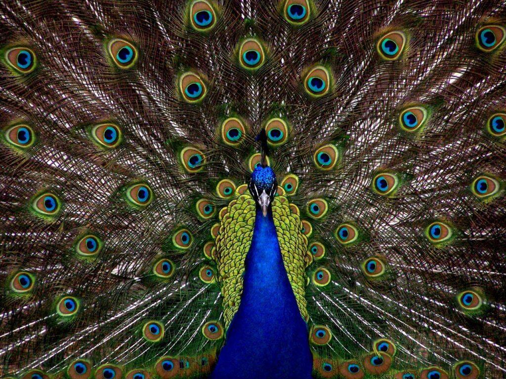 Un pavo real con sus plumas desplegadas, mostrando una colorida y vibrante exhibición de su plumaje.