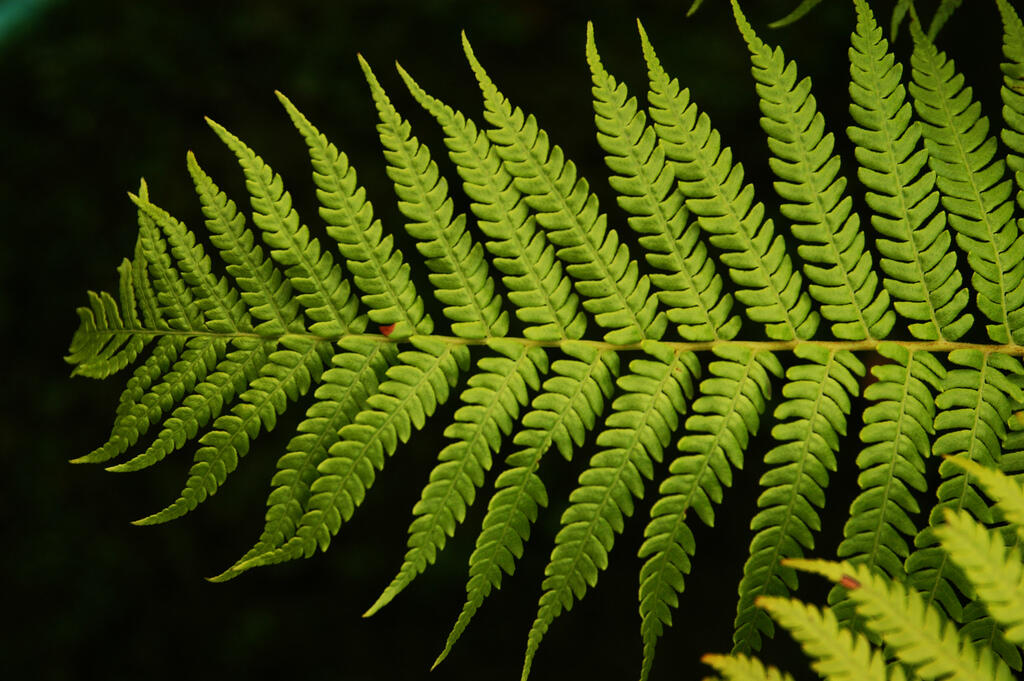 Una hoja de helecho