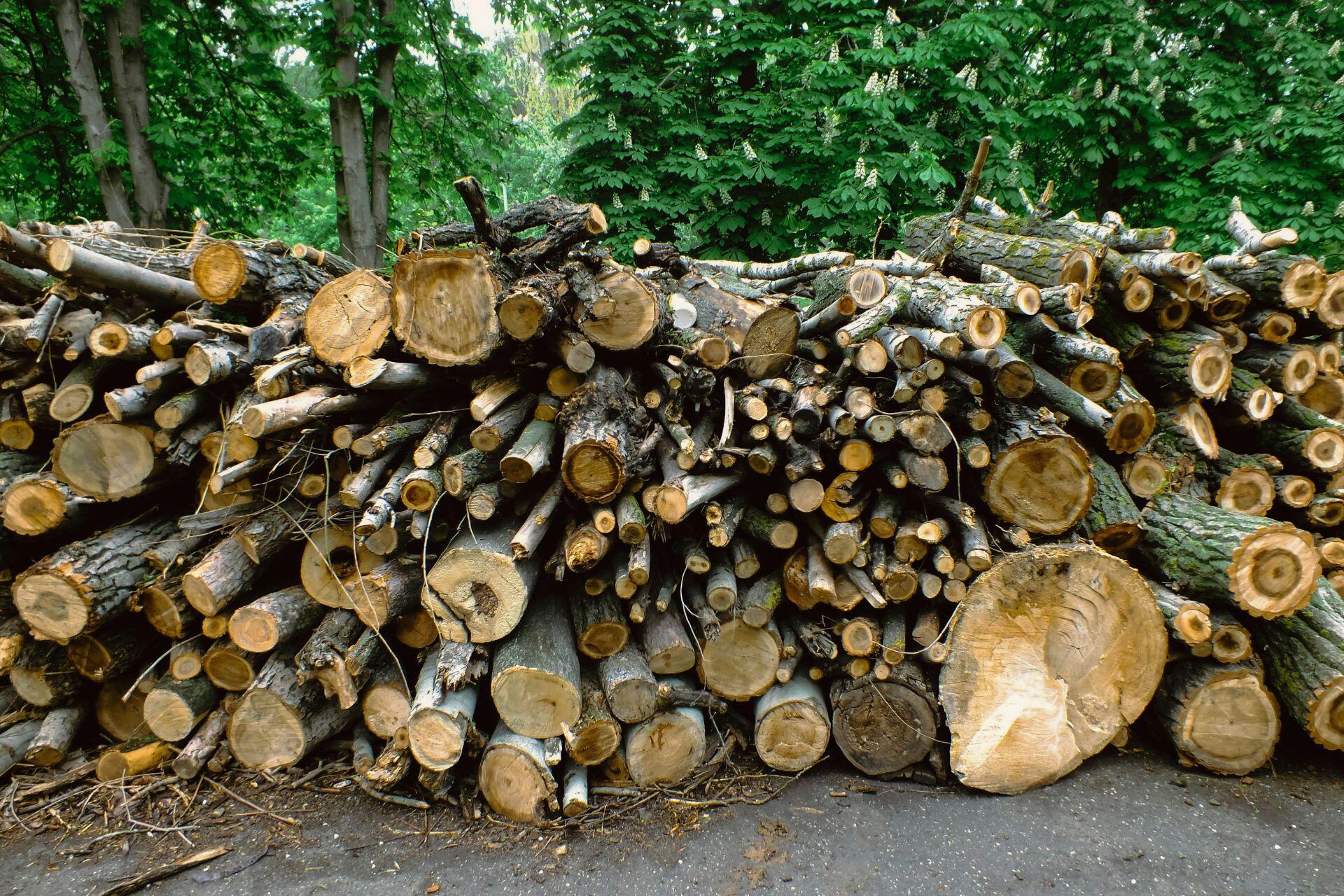 1Un montón de troncos apilados sobre el suelo en un entorno natural.